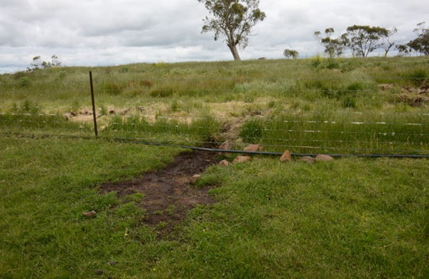 Feral pig fence damage