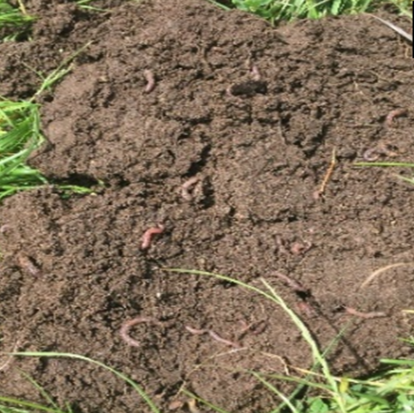Large numbers of earthworms were found under the dung+ beetle plot