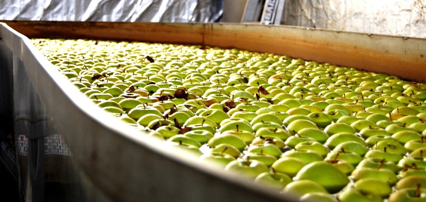 Close up image of apples in post harvesting dipping vat.