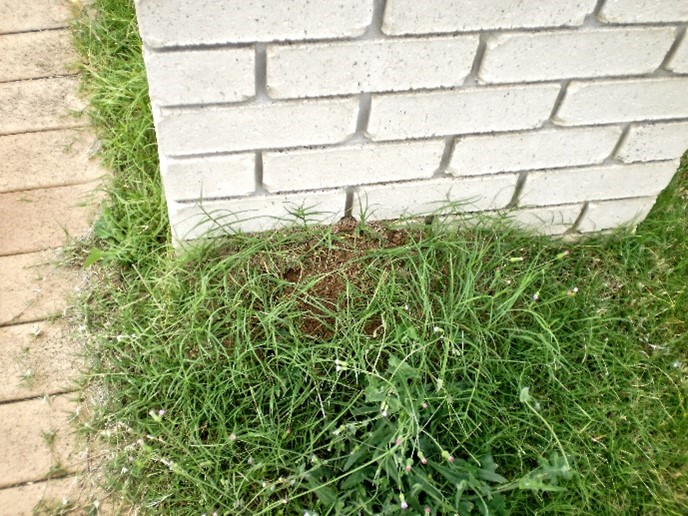 Fire ant nest on ground near letterbox.