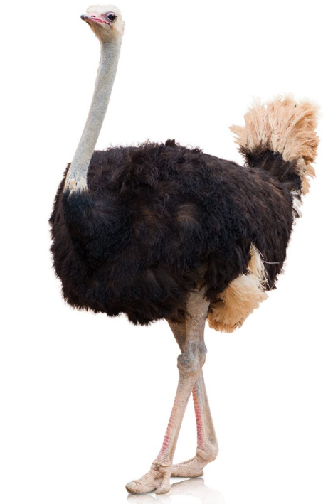 Image of an ostrich. 
