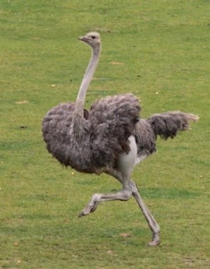 Image of an ostrich running on grass.