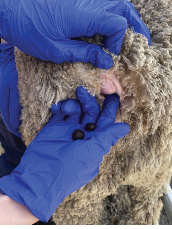Image of a hand collecting individual faecal sample from a sheep.s
