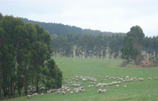Image of a herd of sheep grazing in a field.