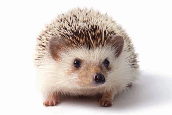 Close up image of an African Pygmy Hedgehog.