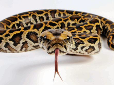 Close up image of a Burmese python.