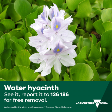 Mauve colour flowers with a darker purple patch and yellow spot on the upper petal. Multiple flowers grow on a single stalk. Water hyacinth See it, report it to 136 186 for free removal. Agriculture Victoria logo. Authorised by the Victorian Government, 1 Treasury Place, Melbourne 