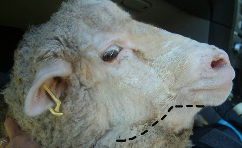 Closeup of sheep with swelling under the chin, indicative of bottle jaw.