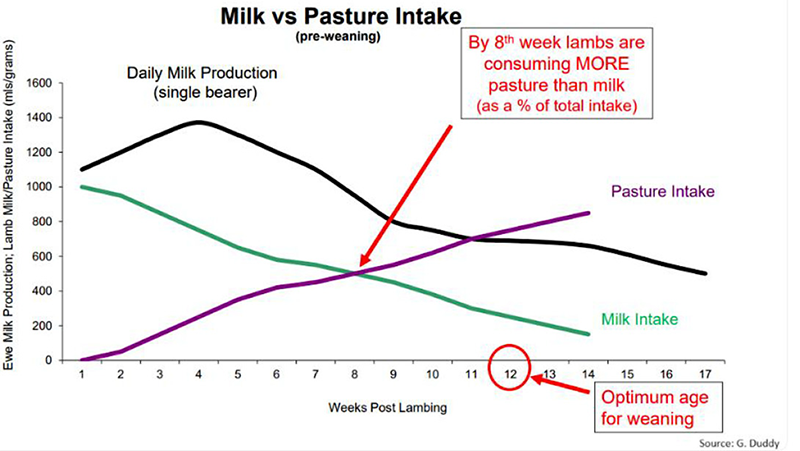 Figure 1: Pasture and milk intake from lambs after lambing (Source: Geoff Duddy pers. comm.). Graph plotting milk intake and pasture intake, showing that by the eigth week, lambs consume more pasture than milk, and that an optimum age for weaning is 12 weeks.