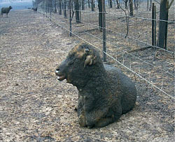 Blackened sheep sitting on burnt ground