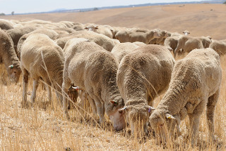 A herd of sheep feeding.