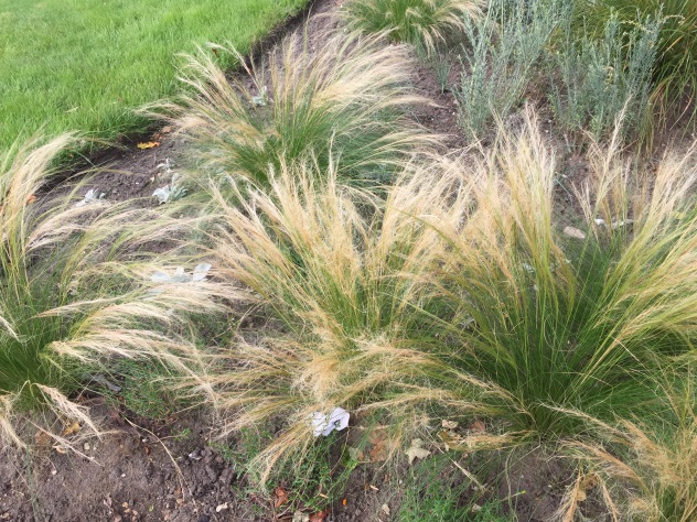 Mexican feather grass in suburban garden