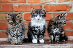 3 stray kittens standing in front of a brick wall
