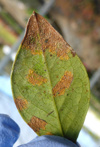 Leaf with clusters of yellow-brown pustules on the underside of the leaf
