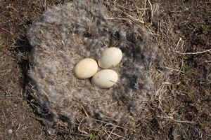 Nest on the ground with 3 eggs inside