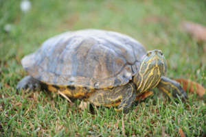 Green, brown turtle in the grass with head up, distinctive yellow stripes under it's neck