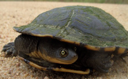 Turtle with neck tucked to the side under shell