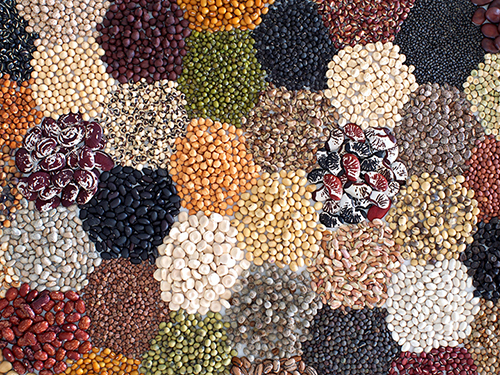Collection of seeds grouped in circles