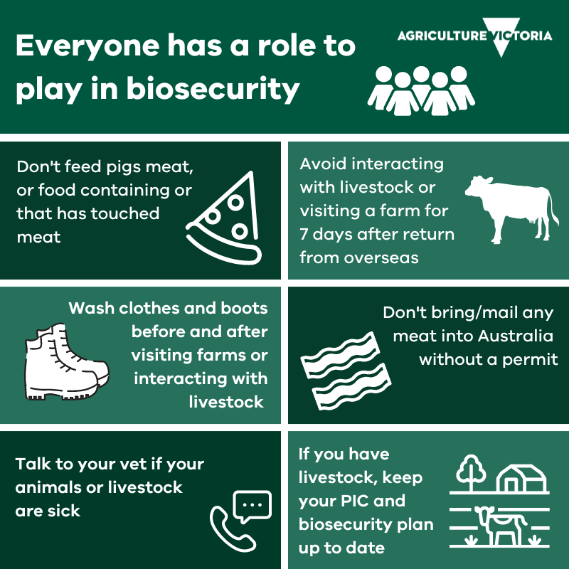 Image description: Graphic with a green background with text and icons describing key things people can do to prevent animal diseases.