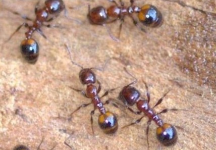 Close up image of Red Mono ants.