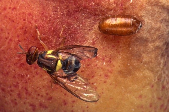 Adult Queensland fruit fly next to pupa