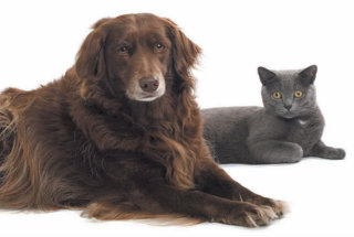 Dog and cat lying down