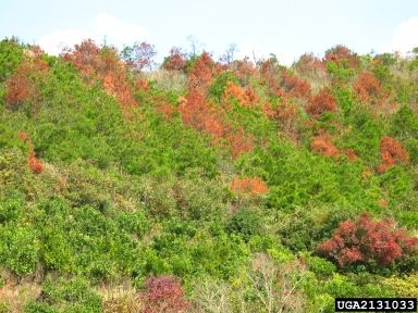 Dead trees with orange foliage among green, healthy trees.