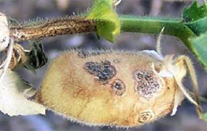 Photo of an infected leaf and stem showing small black spots.