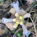 Top-down view of a branched broomrape