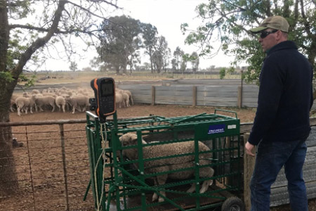 Farmer weighing a sheep in a cart like device