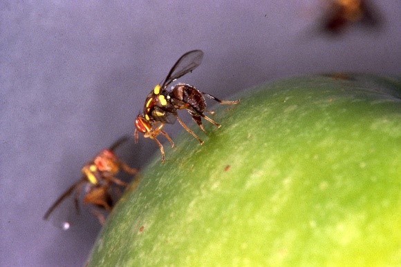 Queensland fruit fly on an apple