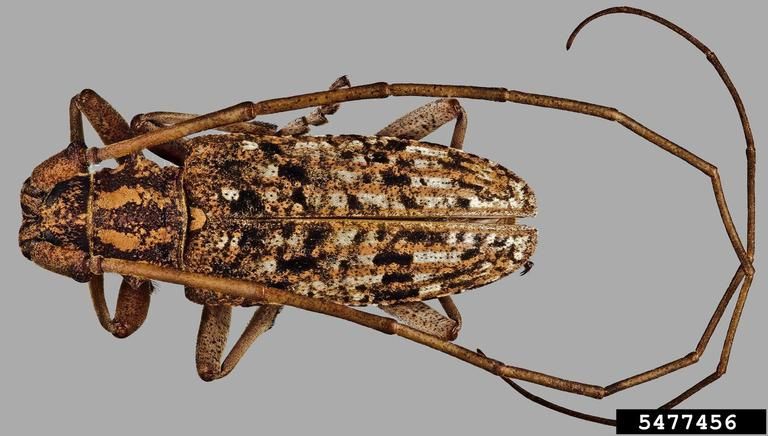 Desiccated brown beetle specimen with long antennae curling around body.