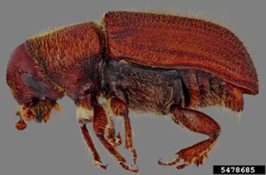 Figure 5: Mountain pine beetle. Side-on view of a deep red-brown hued beetle.