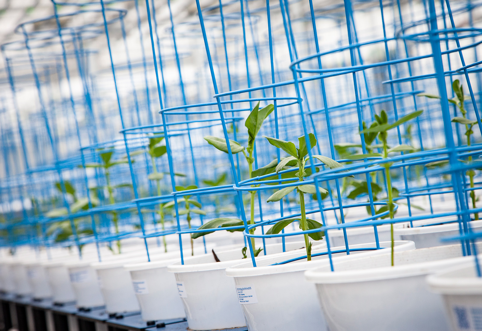 Plant Phenomics Victoria (PPV) at AgriBio and Horsham SmartFarm provides advanced plant imaging and analytics to accelerate crop improvement and support resilient, productive agricultural systems.