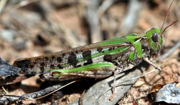 Green coloured Australian plague locust