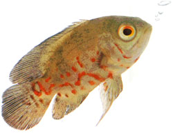Fish with red markings