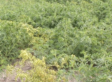 TuYV symptoms in chickpea, infected, pale and stunted chickpea plants among healthy plants