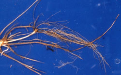 Photo of brown spear tips on the roots of an infected plant.