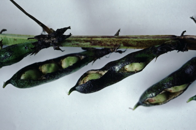 Photo of 3 split faba bean pods with discoloured seeds