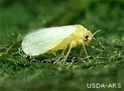 Yellow flying insect with white wings