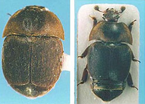 Left - Natural view of beetle as found in hive. Right - Extended view of preserved beetle specimen