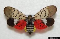 A small lanternfly, a spotted insect.
