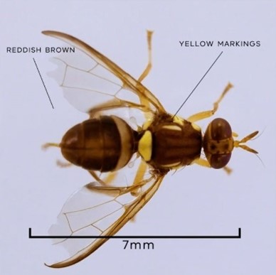 Queensland fruit fly showing length of 7mm and reddish-brown colouration with yellow markings