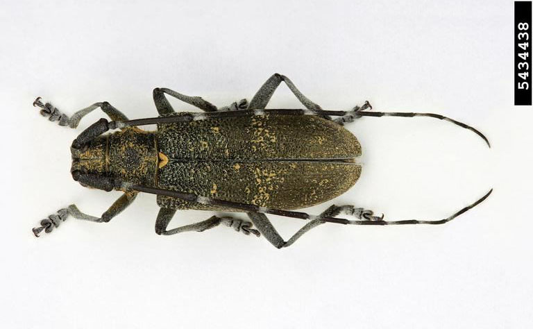 Black beetle specimen with long antennae pointing behind body.