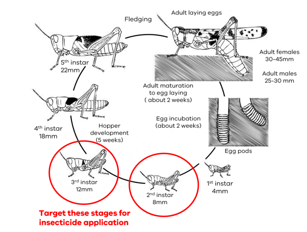 Fig. 1. Australian Plague Locust lifecycle showing which stage of development to target for effective chemical control. Diagram showing the locust life cycle from eggs to adult, including growth stages (instars), with early stages highlighted as targets for insecticide application.