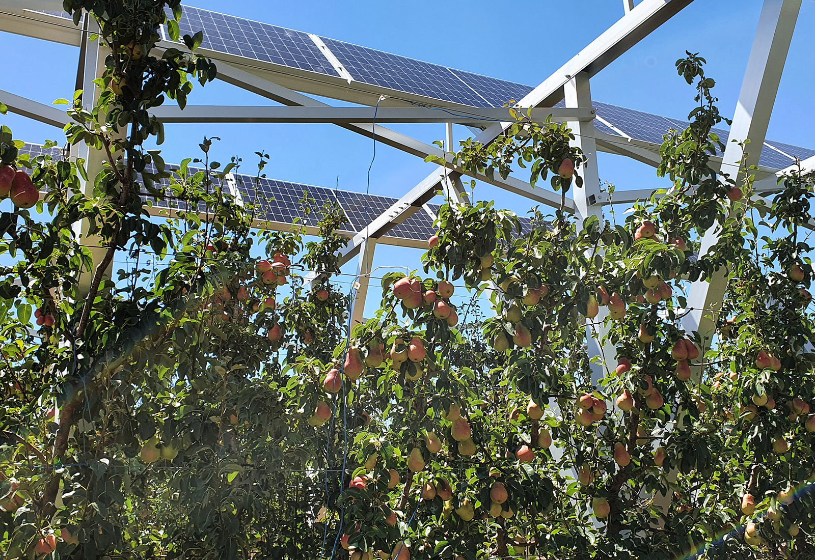 Trialling agrivoltaics at Tatura SmartFarm to support clean energy and productive orchards.