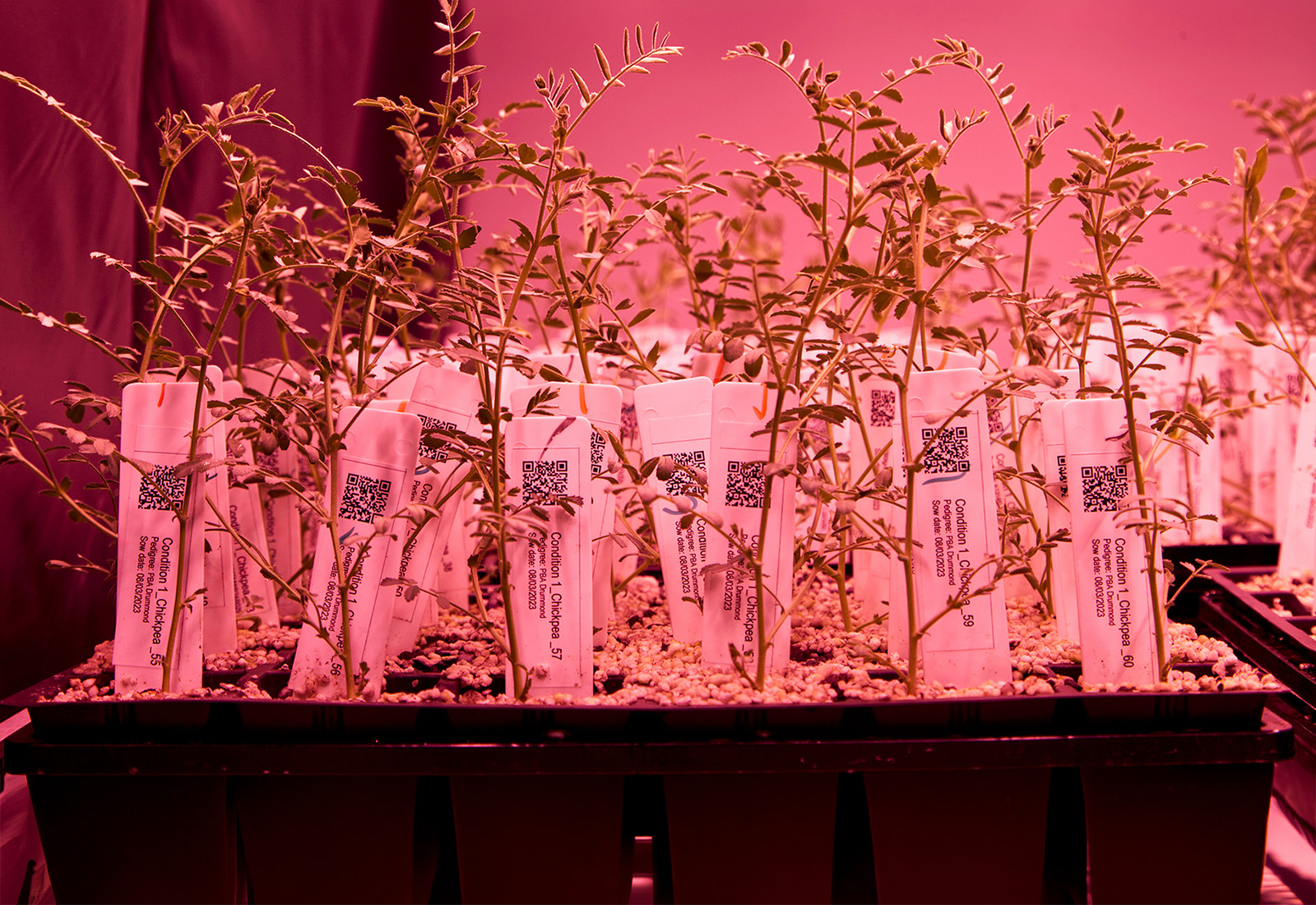 Speed breeding at AgriBio uses advanced science to accelerate crop improvement for future climates.