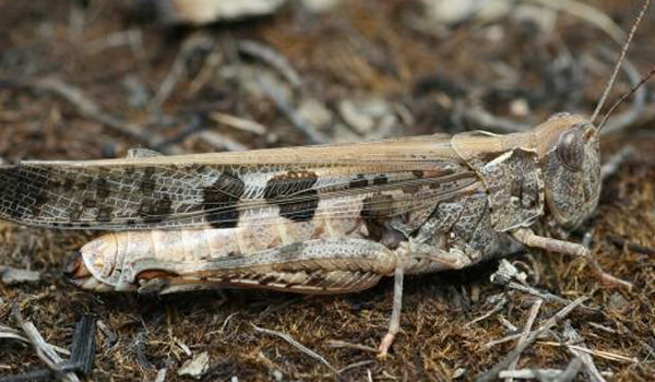 Grey coloured Australian plague locust