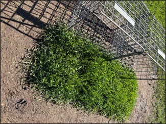 Figure 3: Pasture growth under cages at Joel south for August Lush green pasture under a pasture cage.