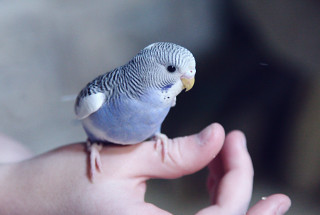 Blue budgerigar perched on hand